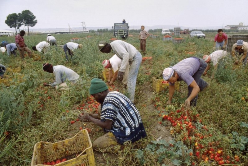 IL CAPORALATO TRA VECCHI SFRUTTAMENTI ED ECONOMIA 4.0 di Maurizio Ballistreri dal Ildiariodellavoro.it