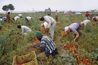 IL CAPORALATO TRA VECCHI SFRUTTAMENTI ED ECONOMIA 4.0 di Maurizio Ballistreri dal Ildiariodellavoro.it