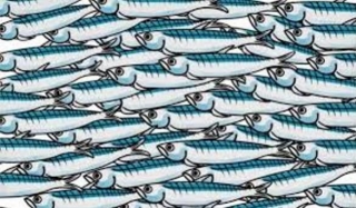 LE SARDINE, UN MESSAGGIO PER ALZARE IL TIRO di Roberto Biscardini da Jobsnews del 30 novembre 2019